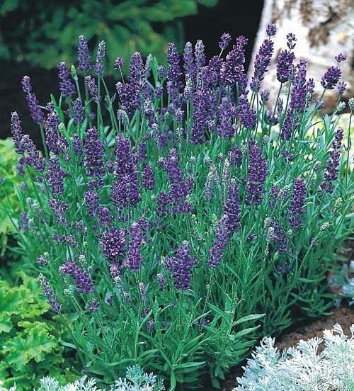 Лаванда – купить в Томске, цена 150 руб., дата размещения: 25.11.2022 ...