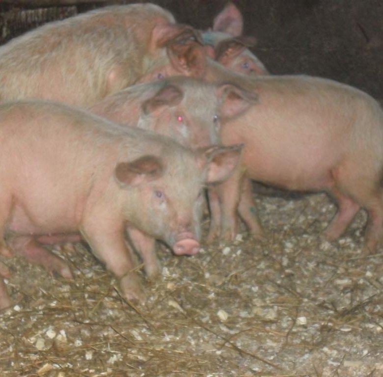 Купить поросят в томской. Минусинские поросята на продажу. Кемеровская свинья. Почём порасята. Продать свиней живым весом в Калманском районе Алтайского края.