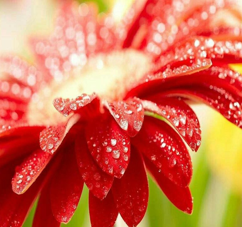 лобелия ипомея клематис. N flower. Flower n. а́нтуриум антедезия пинк. Flower n.