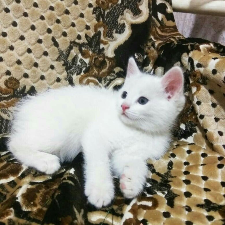 Котенок Купить Фото Белый Авито