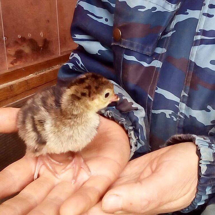 Авито птица в валуйках с фото