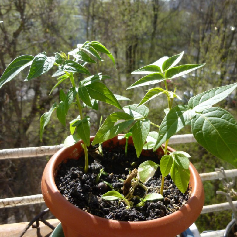 айлант высочайший ,китайский ясень 2шт – купить в Москве, цена 400 руб ...