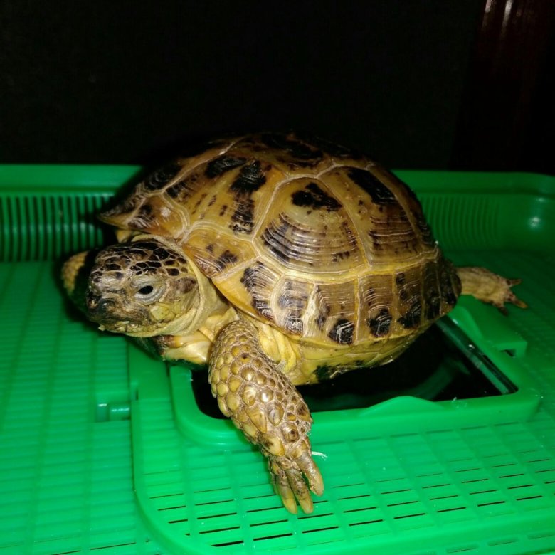 сухопутная сухопутная черепаха. черепаха сухопутная маленькая. черепахи продают на море. черепашек продают. черепашонок сухопутной черепахи.