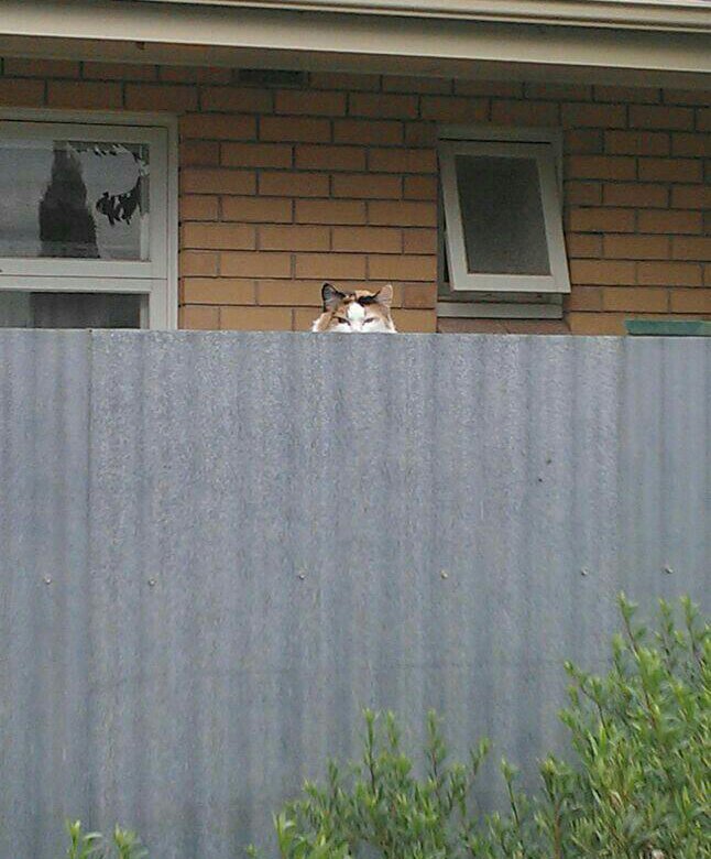 He almost the neighbours cat. Perhaps your Neighbor is a Cat. The neighbour is my Cat Notebook.