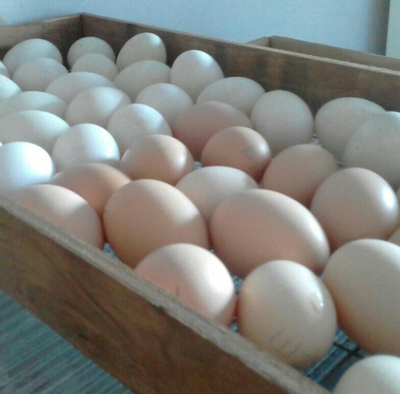 Яйца инкубационные купить сергиев посад. Инкубационное яйцо жако. АРБОР Эйкерз инкубационное яйцо. ППК Ромашино инкубационное яйцо. Инкубационное яйцо Доминант.
