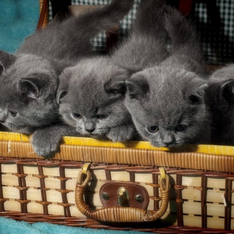 Британская кошка: описание породы с фото - Pet-Mir.ru