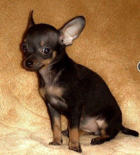 Той терьер. Тойчик той терьер. Русский той в тверь. Русский той в тверь. Русский той длинношерстный.