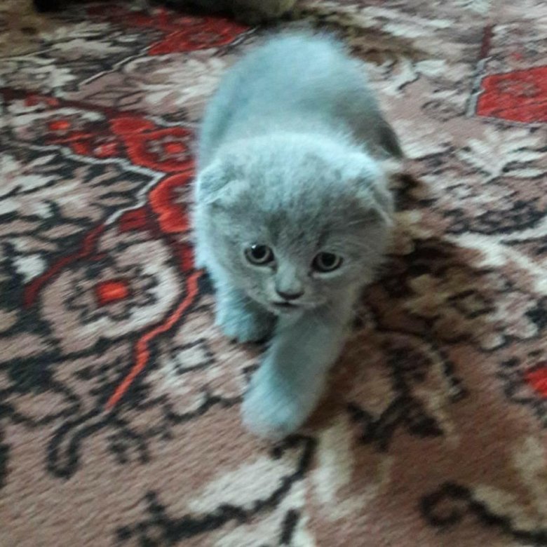 Фото Вислоухие Котята Авито
