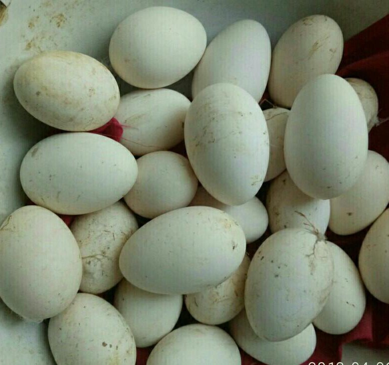 Гусиные яйца едят