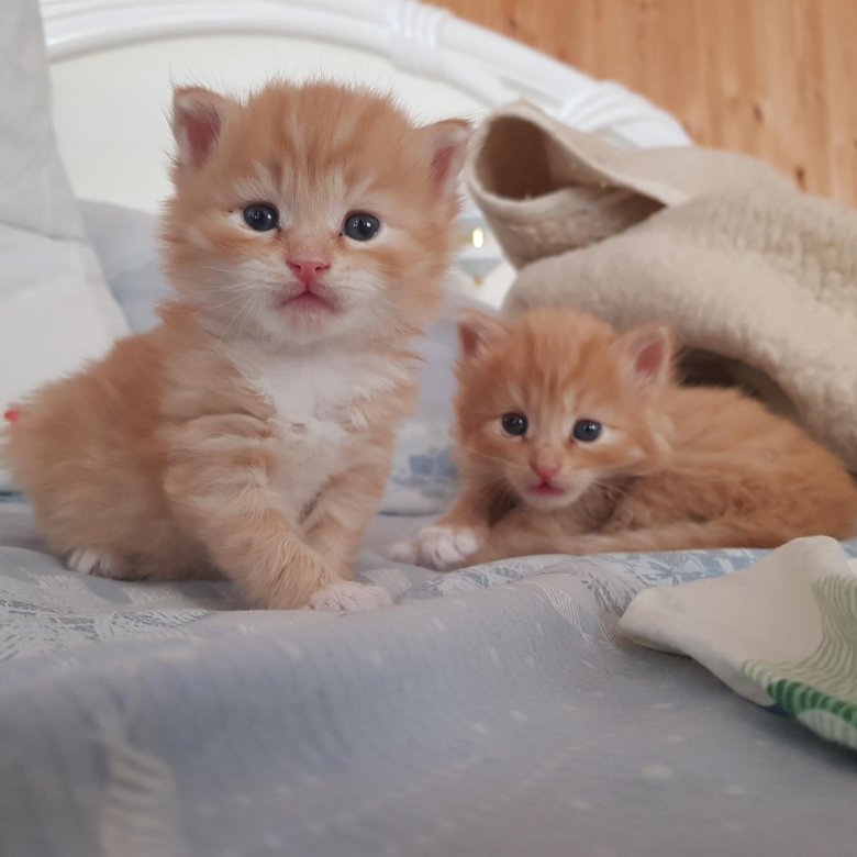 Коты в туле. Приобрести котенка в добрые руки. Авито тула котята в добрые. Тула котик. Авито тула котята в добрые.