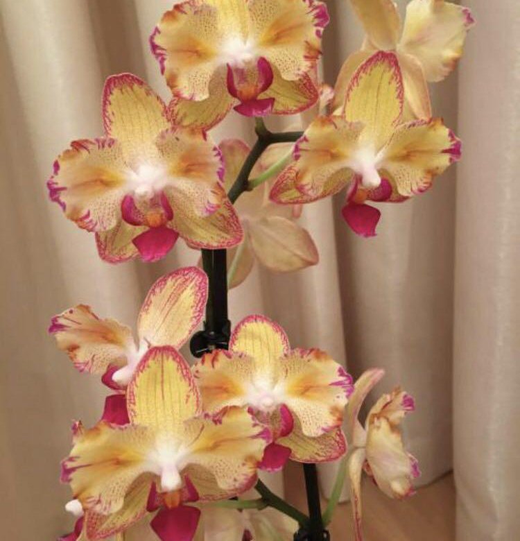 Фото орхидеи попугай