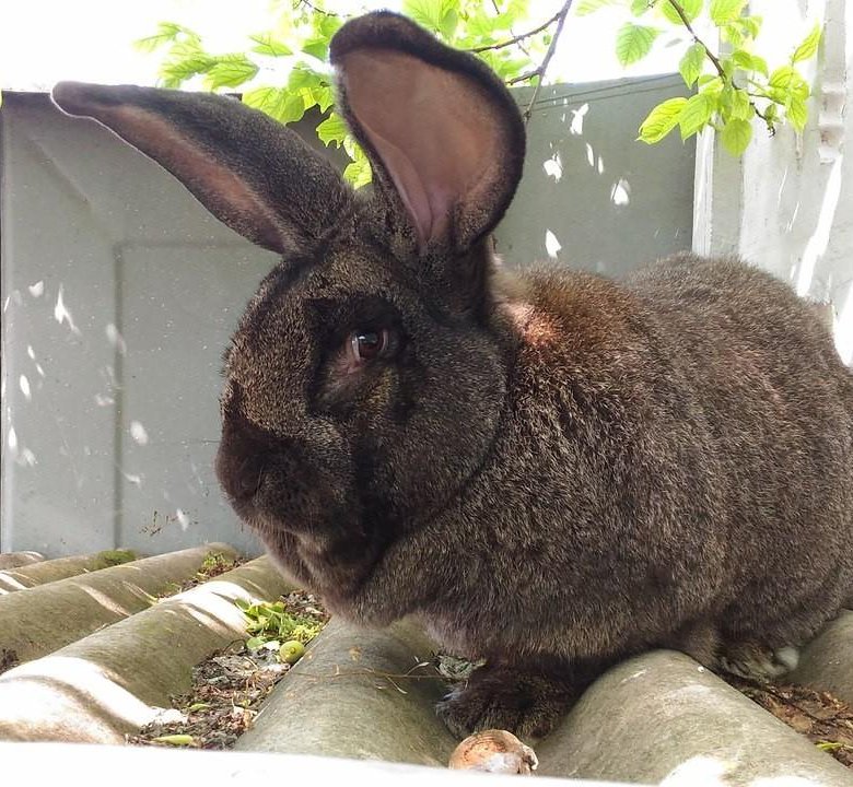 Уход за породой