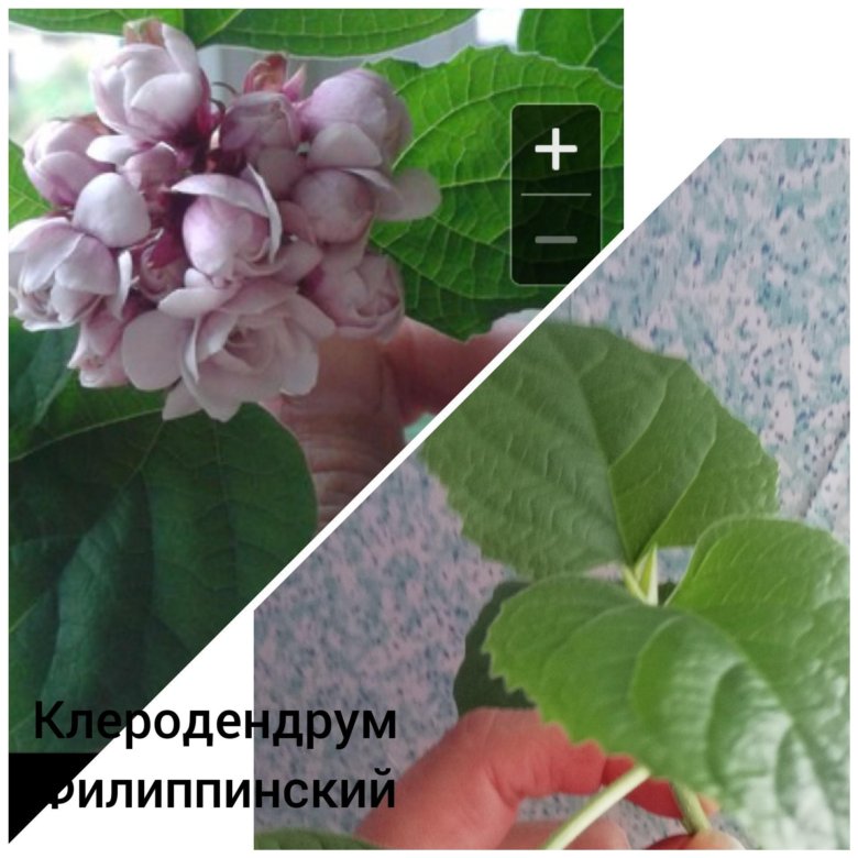 Клеродендрум Купить Семена В Интернет Магазине