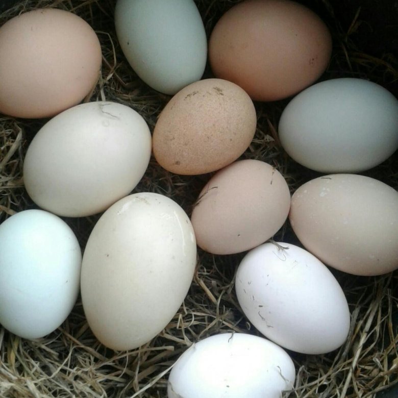 Инкубационное яйцо. Яйца гусиные домашние. Цвет гусиного яйца. Цвет гусиное яйцо в интерьере фото.