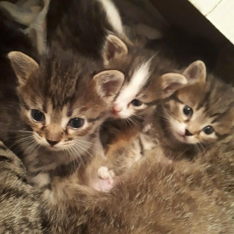 британские вислоухие котята в ульяновске. котята ульяновск. продаются котята. продажа британских котят в ульяновске. котята ульяновск.