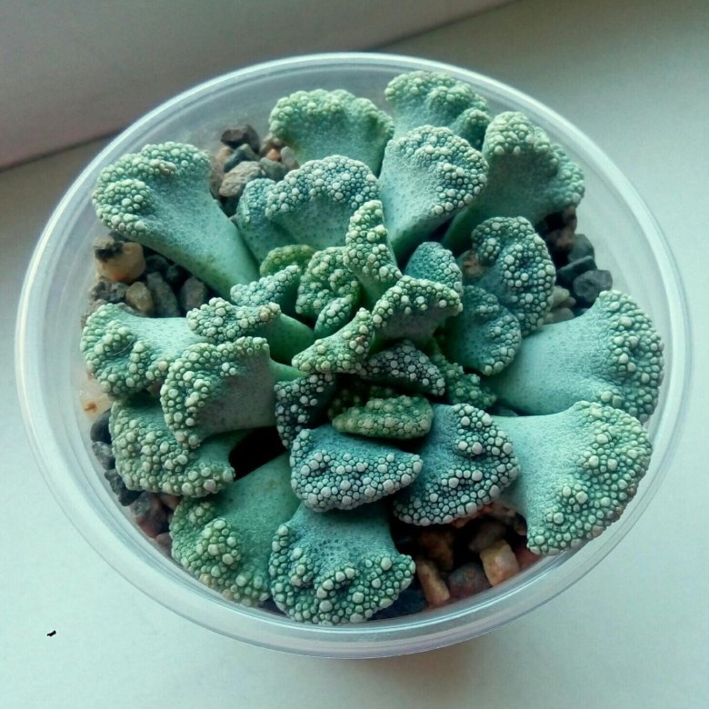 РЎСѓРєРєСѓР»РµРЅС‚ Titanopsis