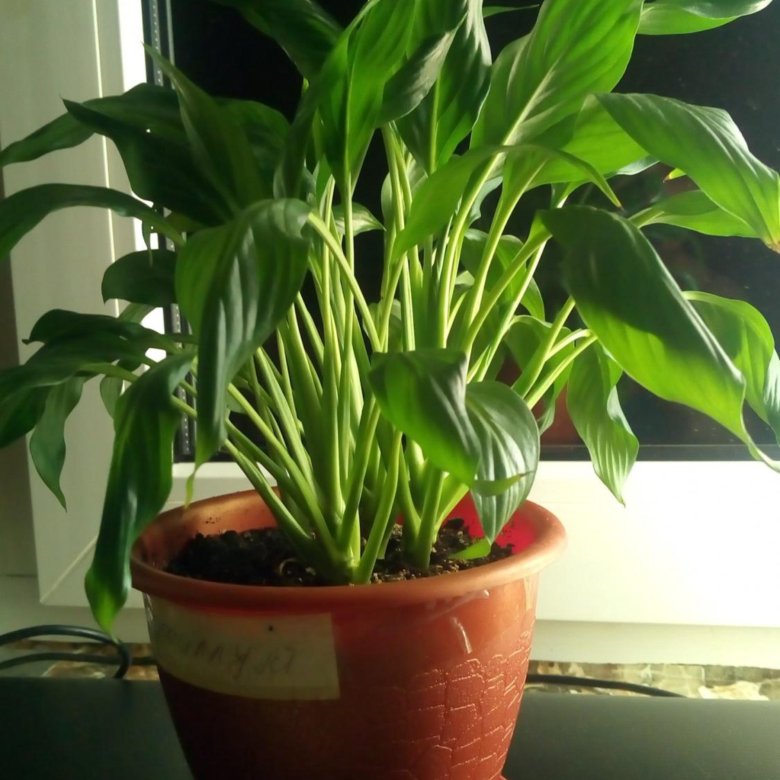 спатифиллум детки. спатифиллум отросток. спатифиллум сенсация детка. спатифиллум 972477. спатифиллум сенсация детки.