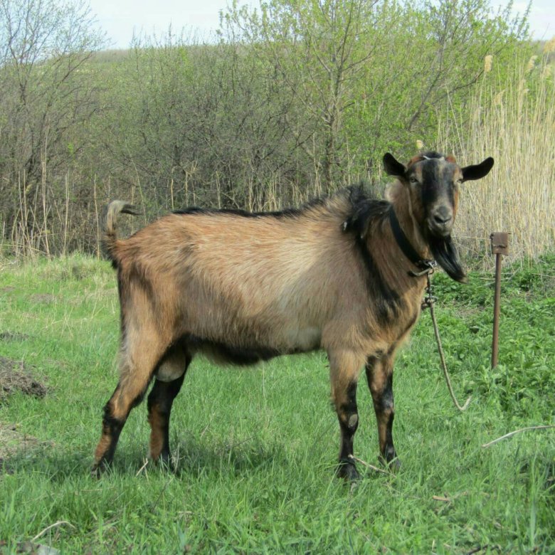 Альпийский козел 5. Альпийский козел. Альпийский козел домашний. Козлы альпийской породы. Альпийский козел фото.