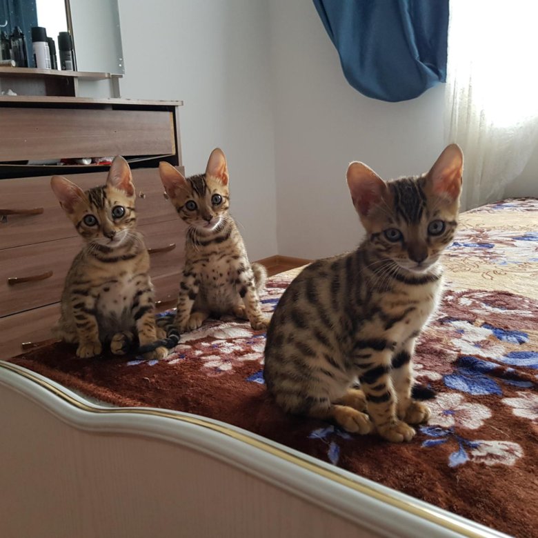 сургут бенгальская кошка