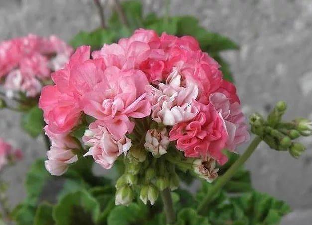 Ирида мамины розы пеларгония фото и описание
