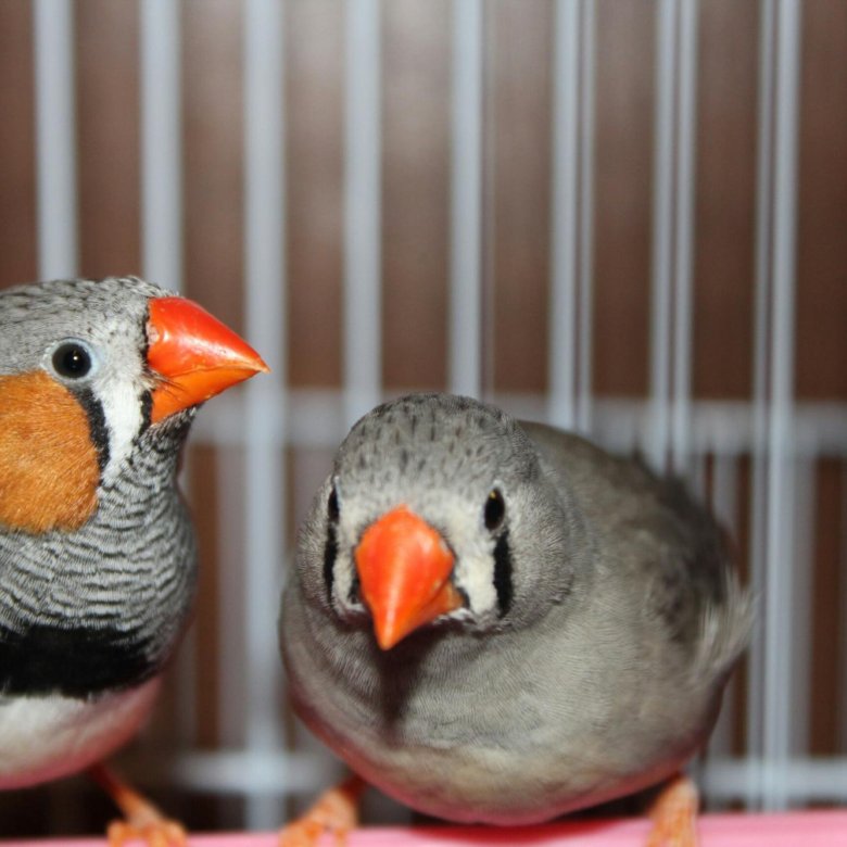 Зебровая амадина. Зебровые амадины. Птичка зебровая амадина. Окрас зебровых амадин. Амадина птица зебровая.