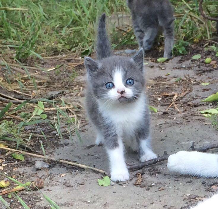 Кошка мышеловка фото