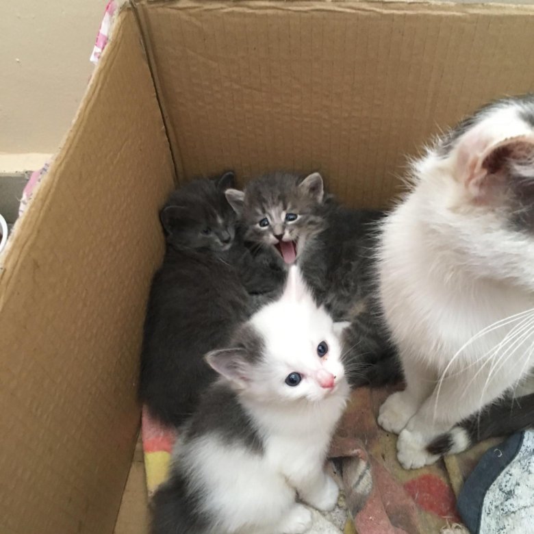 котята уфа в дар фото нас найдете