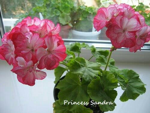 Герань пеларгония Bold Princess. - купить в Москве, цена 400 руб., продано 23 ма