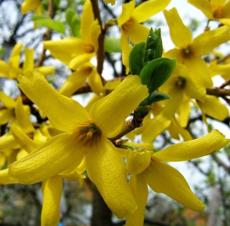 Кустарники цветущие желтыми цветами фото и названия в мае