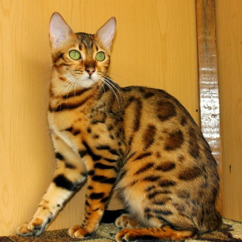 Бельгийская Кошка Фото И Цена