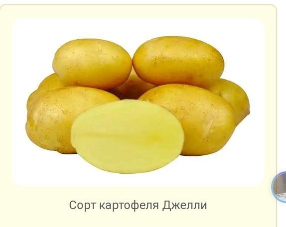 Сорт Картофеля Джелли Характеристика Отзывы Фото