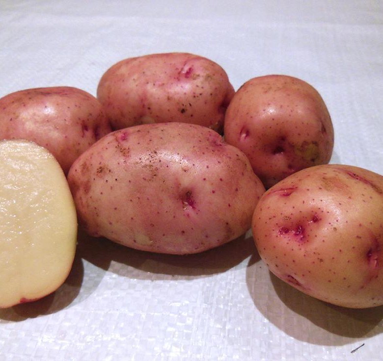Жуковский ранний картофель характеристика отзывы