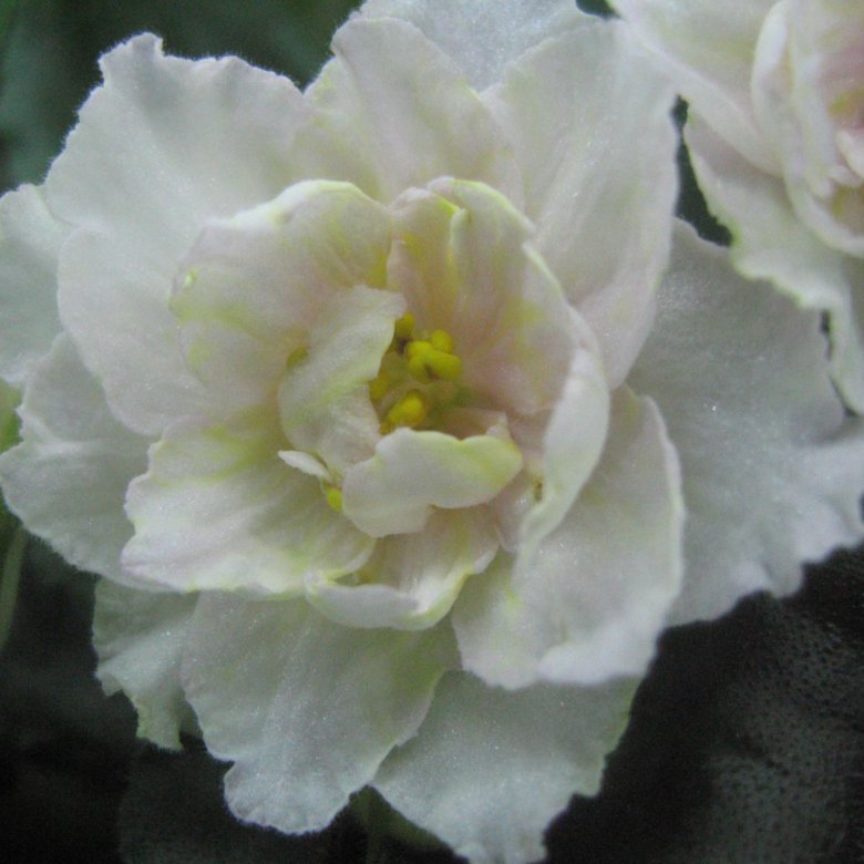 Ле золотая лилия фиалка фото и описание