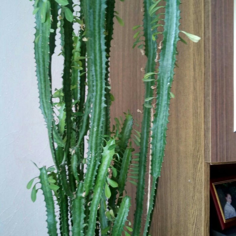 Высокий кактус домашний фото и названия