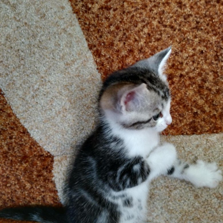 Уральская Кошка Фото