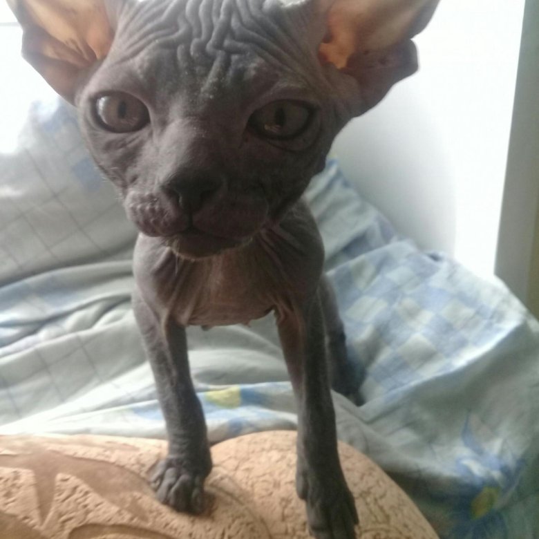 Канадский сфинкс резинка. Донской сфинкс резинка. Египетская кошка сфинкс. Сфинкс резинка. Сфинкс резинка.