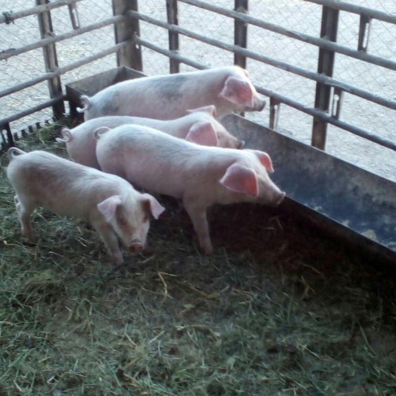 Авито продажа свиней. Сколько стоит свинья. Поросята купить в Кемеровской области с. Чепаи. Продажа поросят на авито свежие объявления. Свинья стоимость