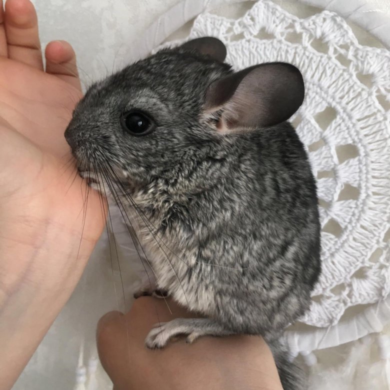 Клички для шиншилл