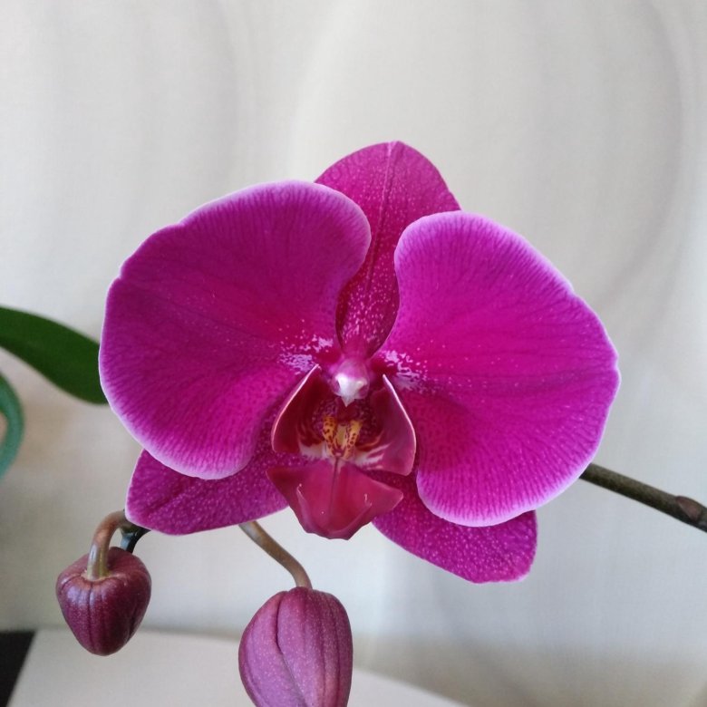 Орхидея интрига голландия