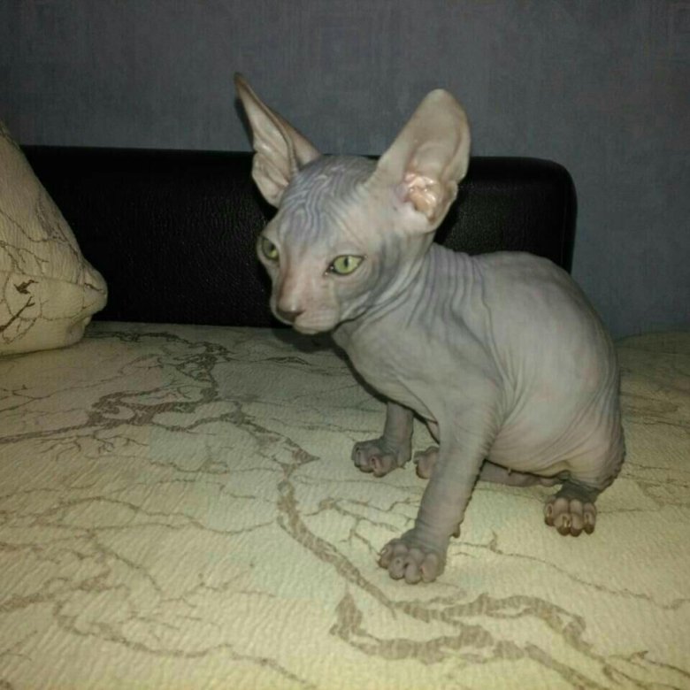 Сфинкс кошка коричневая. Котёнок сфинкс абакан ценюююююю. Потерялся кошка сфинкс. Почему у сфинкса нету носа. Ориентальная кошка скрещенная со сфинксом.