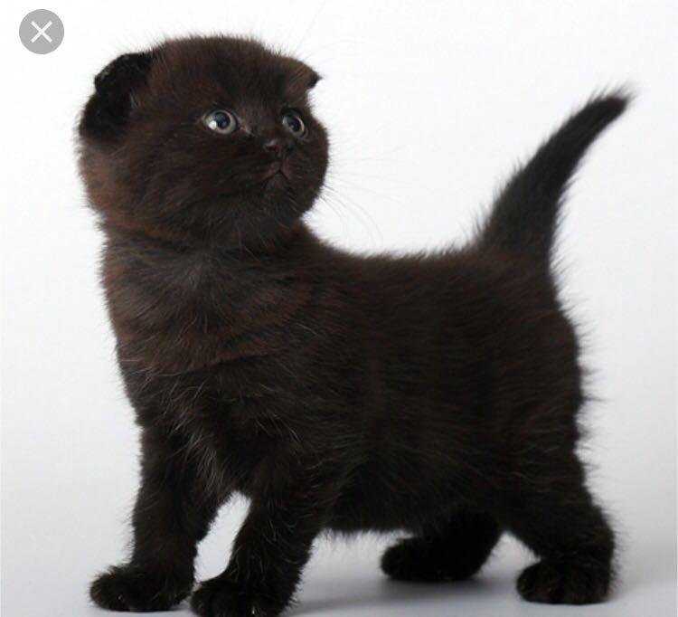 Шотландский черный кот