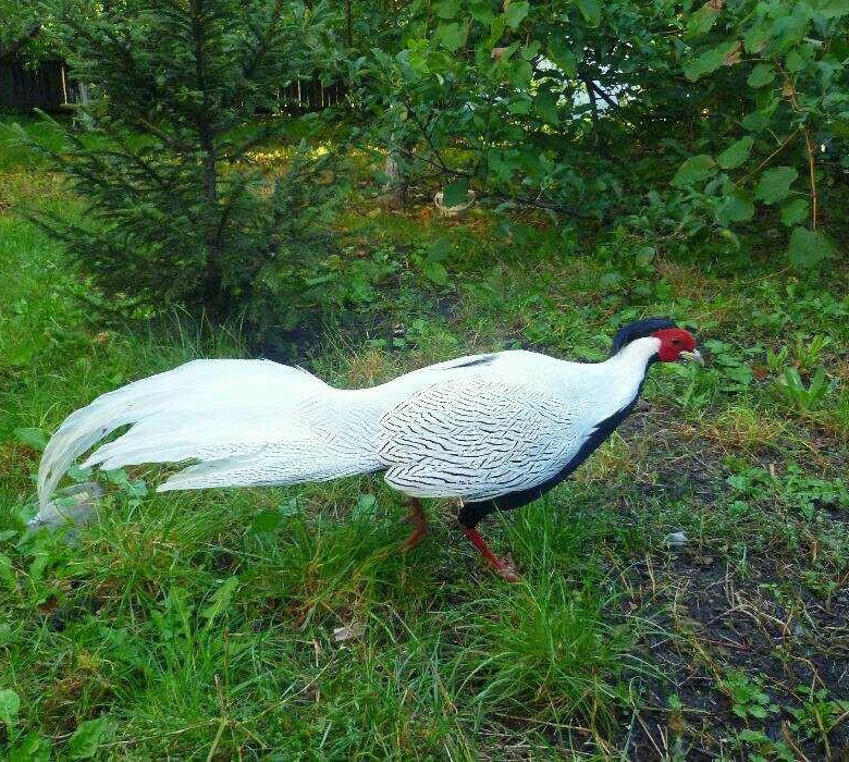 Авито птица ставропольский край. Белый фазан брачный.