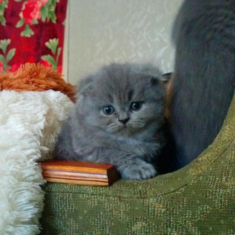 Авито Британские Котята Фото