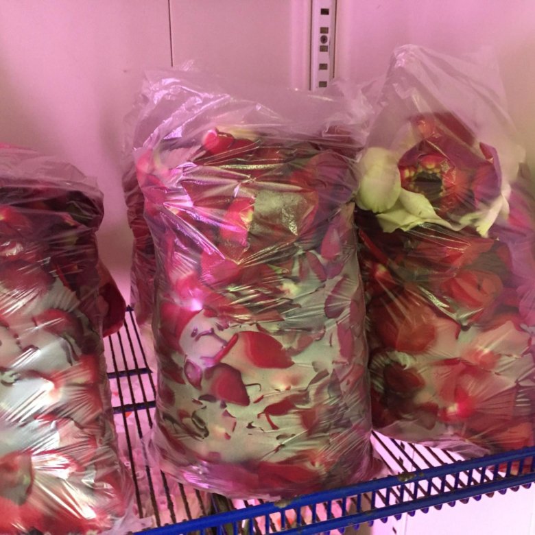 розовые лепестки. как сохранить лепестки роз. розы спб лепестки роз. искусственные лепестки роз. лепестки роз персиковые.