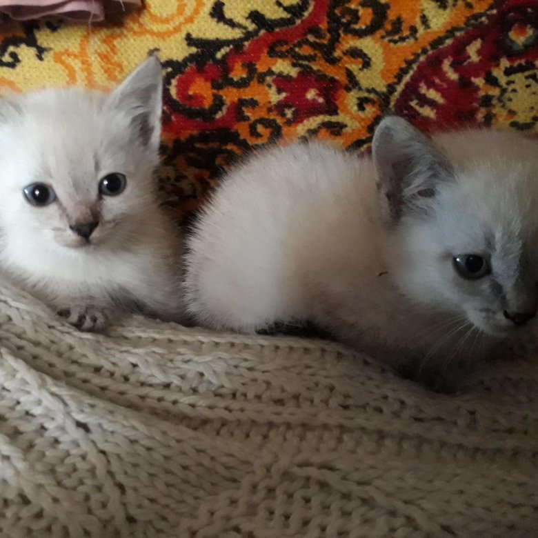 Авито Балаково Купить Котенка С Фото