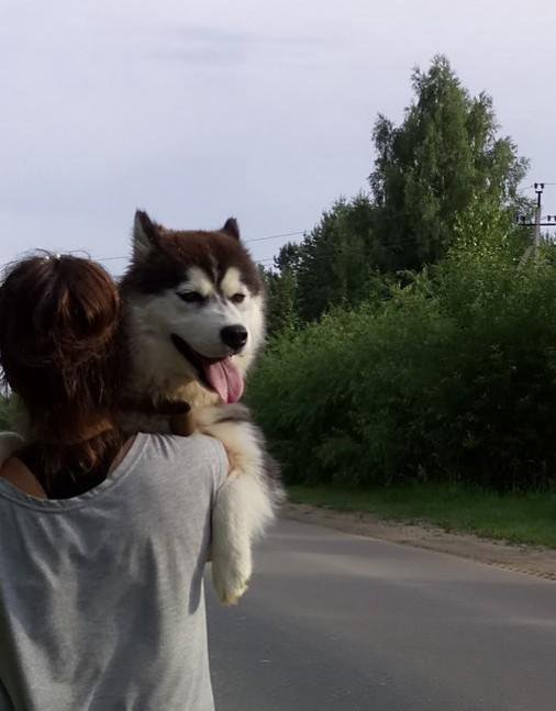 Девушка в купальнике с хаски