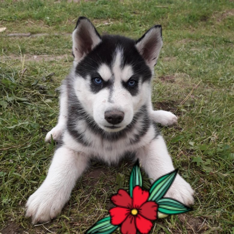 Хаски алиса. Алиса хаску. Хаски фелтинг. Владельцы собак. Владельцы собак.