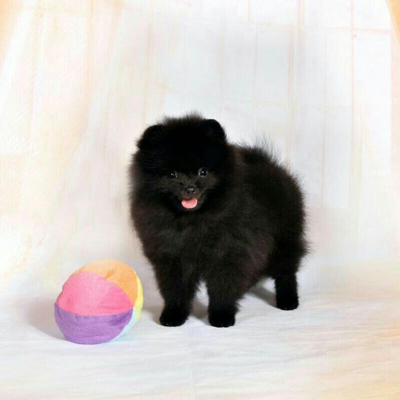 Шпиц черный мальчик. Мини шпиц черный. Кличка черного шпица. Клички черным шпицем. Померанский шпиц мини черный.