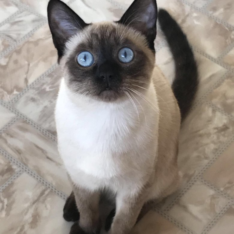 Тайская кошка цены