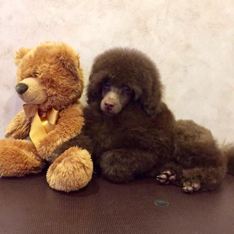 той пудель коричневый. той пудель коричневый. карликовый пудель красный. той пудель коричневый. той-пудель мини ред браун.